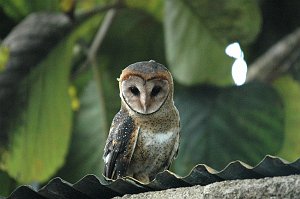 Owl, Barn,2004-11035485